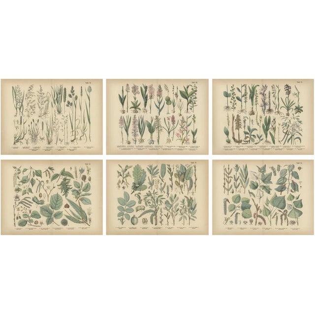 Antique Botanical Charts of German Flora & Orchids Atlas, Stuttgart, 1885, Set of 6 For Sale - Image 9 of 9
