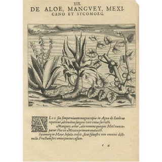 New World Flora, 1601, Paper For Sale