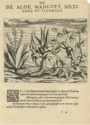 New World Flora, 1601, Paper