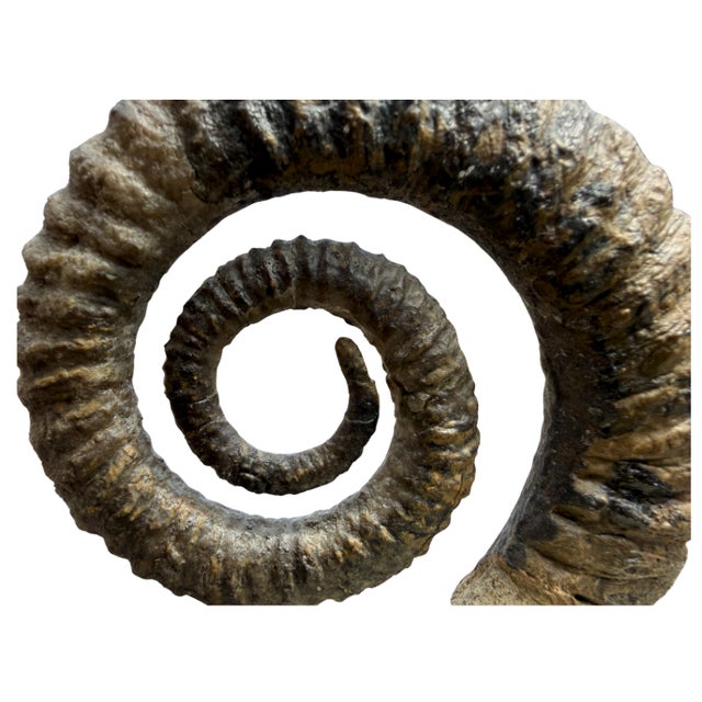 15th Century Large Spiral Ammonite Fossil Ram Horn Style Display Specimen on Matrix For Sale - Image 4 of 9