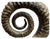 15th Century Large Spiral Ammonite Fossil Ram Horn Style Display Specimen on Matrix For Sale - Image 4 of 9
