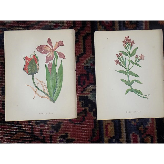 Printmaking Materials Antique 19th Century Anne Pratt Botanical Chromolithographs - Set of 12` For Sale - Image 7 of 8