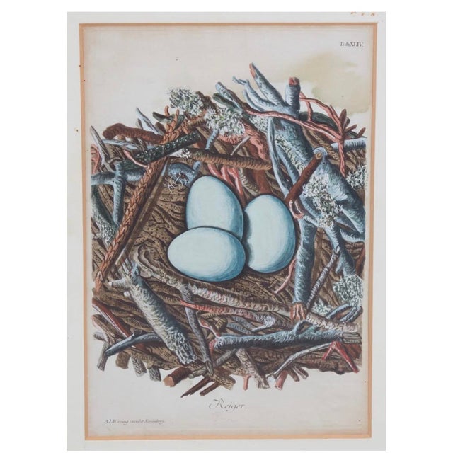 Set of 8 Antique 18th & 19th C Oological Engraving Prints of Eggs & Nests For Sale - Image 10 of 11
