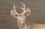 American 1950s Concrete Reclining Deer with Antlers and Weathered Appearance For Sale - Image 4 of 9
