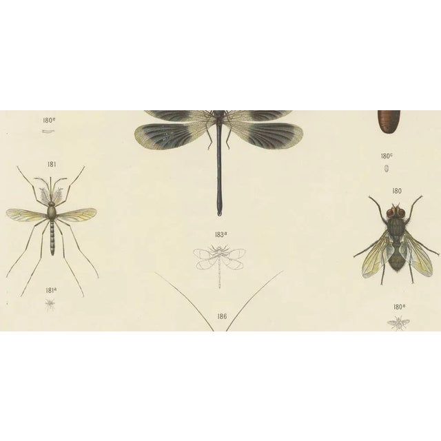 Large Antique Entomology Poster of Dragonflies, Crickets and Flies by M. Frohlich-Schlereth and Bannwarth, 1880s For Sale - Image 5 of 10