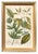 Set of Eight Framed Botanicals by J. Wilhelm Weinmann For Sale - Image 10 of 17