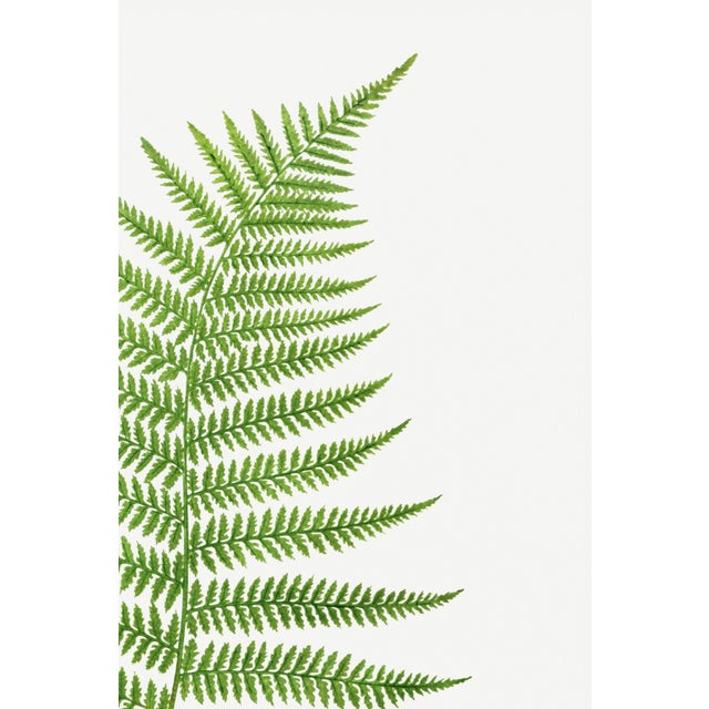 Fern Botanical Art Print – Feathery Green Frond Illustration, 12" X 18" For Sale In Buffalo - Image 6 of 9