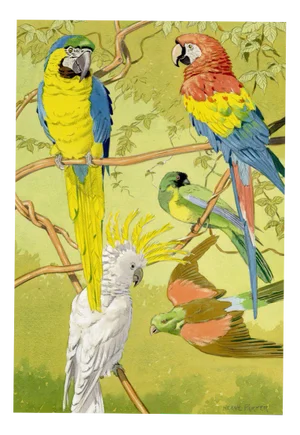 William Neave Parker, Parrots Bird Illustration, 1890s, Gouache Painting