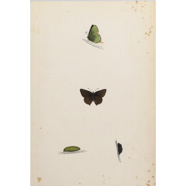 19th Century Antique Morris Butterfly Print Hand Colored Lithograph 1853 For Sale - Image 4 of 4