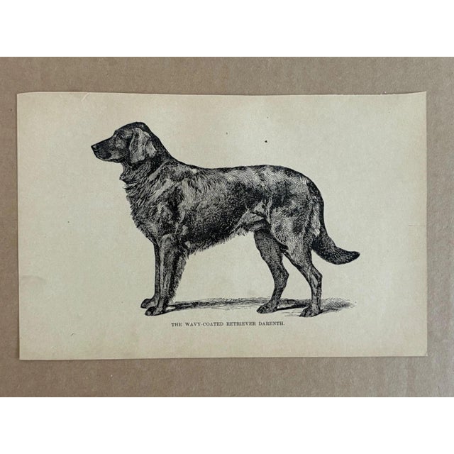 Up for sale is this charming antique dog print from a veterinary guide published in the 1890s and illustrating breed...