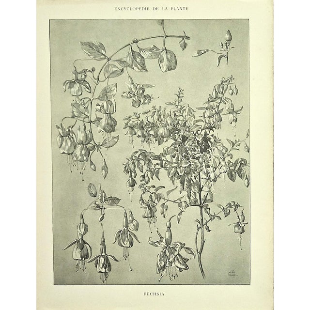 RARE! This is a set of 2 original 1902 antique botanicals of French drawings. They come from a French portfolio of 4...