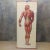 Vintage School Board "Muscle of Man", Germany, 1950s For Sale - Image 6 of 6