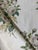 Schumacher 179630 Loudon Rose Ivory Cotton Chintz Fabric 4 Yards For Sale In Raleigh - Image 6 of 7