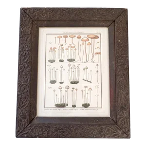 French Botanical Mushroom "Argaric Melinoïde" Illustration From 1700's, Antique Framed Etched Botany Art