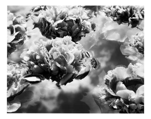 Ugne Pouwell, Summer Solstice No.2, 2024, Photography