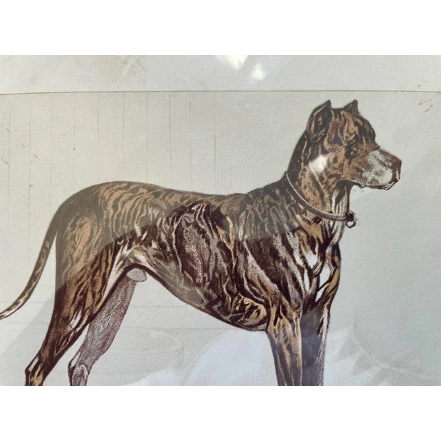 Charming vintage print of Great Dane.