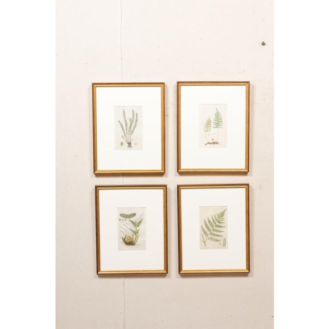 Mid-Century Modern Framed 18th Century Swedish Botanical Engravings - Set of 4 For Sale - Image 3 of 11