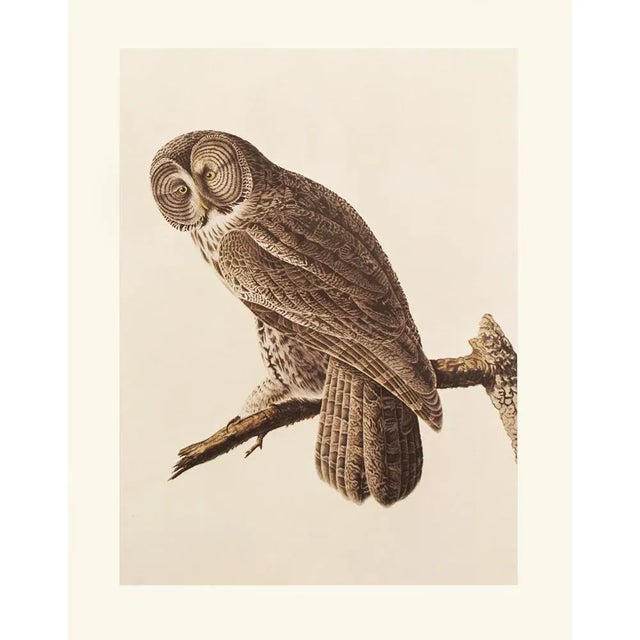 Printmaking Materials Great Gray Owl by Audubon, 1966 Vintage Cottage Print For Sale - Image 7 of 9