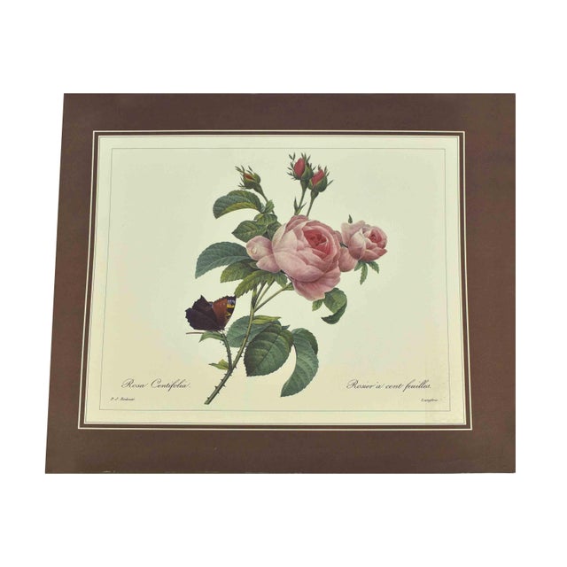 Mid 20th Century p.j. Redoute Botanical Art Prints - Set of 4 For Sale - Image 6 of 16