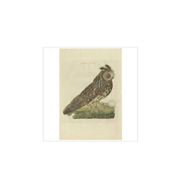 Sepp & Nozeman, Long-Eared Owl, 1809, Paper For Sale - Image 4 of 5