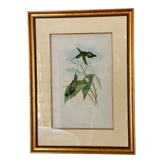 Framed John Gould Hairy Hermit Rare Phaethornis Hispidus 19th Century Print, Plate 22, With Field Columbian Museum Seal For Sale