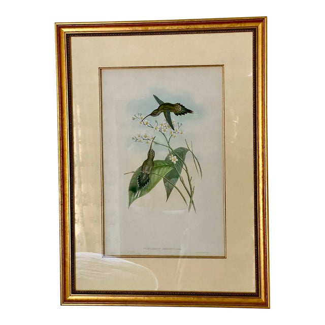 Framed John Gould Hairy Hermit Rare Phaethornis Hispidus 19th Century Print, Plate 22, With Field Columbian Museum Seal For Sale