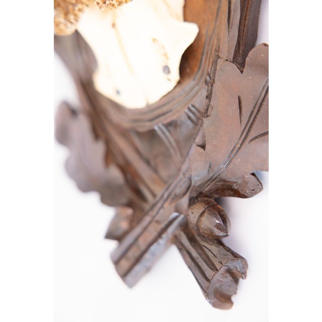 Black Forest Antique Black Forest Roe Deer Antlers Hunting Trophy Mount For Sale - Image 4 of 6