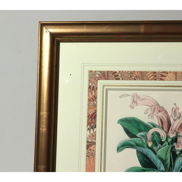Antique Botanical Print of the "Surinam Centropogon" by Sir Joseph Paxton For Sale In Philadelphia - Image 6 of 8