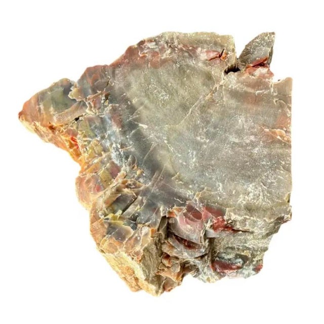 Wood Natural Petrified Wood Specimen. #1 For Sale - Image 7 of 11