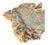 Wood Natural Petrified Wood Specimen. #1 For Sale - Image 7 of 11