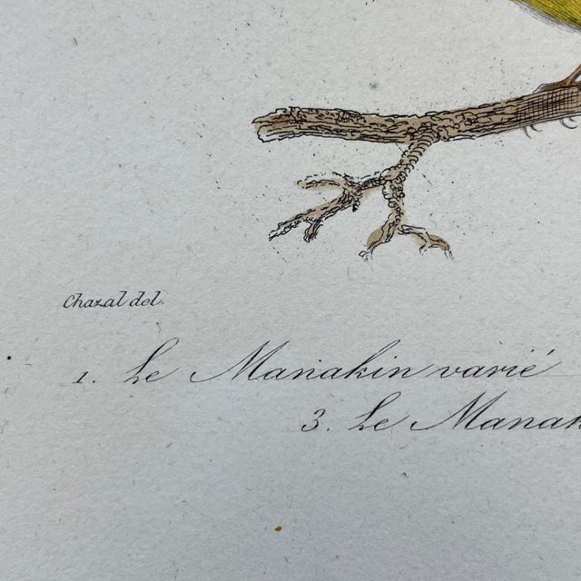 18th Century French Antique 18th Century Bird Engraving Hand Colored Signed Artwork For Sale - Image 5 of 9