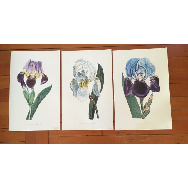 Royal Kew Gardens Botanical Lithographs of Bearded Tulips by Edwards, Set of 3 For Sale - Image 10 of 10