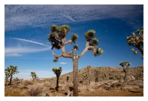 'Master", Joshua Tree Limited Edition Color Photograph by Mark Frohman 60" X 40"