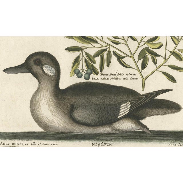 Small Brown and White Duck with Botanical Detail, 1770, Paper For Sale - Image 3 of 6