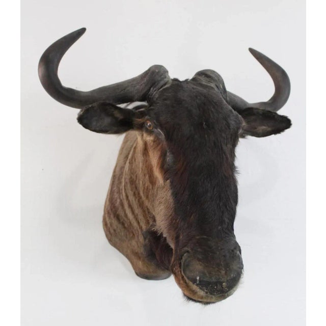 African 1950s African Wildebeast Head Bust For Sale - Image 3 of 12