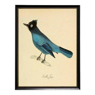Blue Garrulus Caronatus Framed Print For Sale