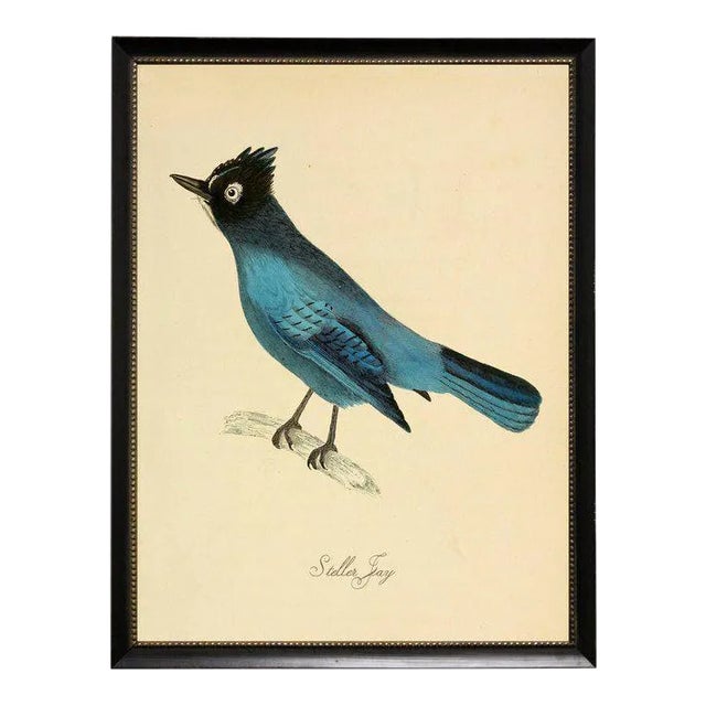 Blue Garrulus Caronatus Framed Print For Sale