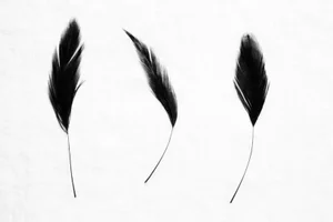 Three Feathers I by Trinette + Chris Print, 12" x 18"
