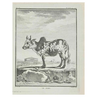 Jean Charles Baquoy, Le Zebu, Etching, 1771 For Sale