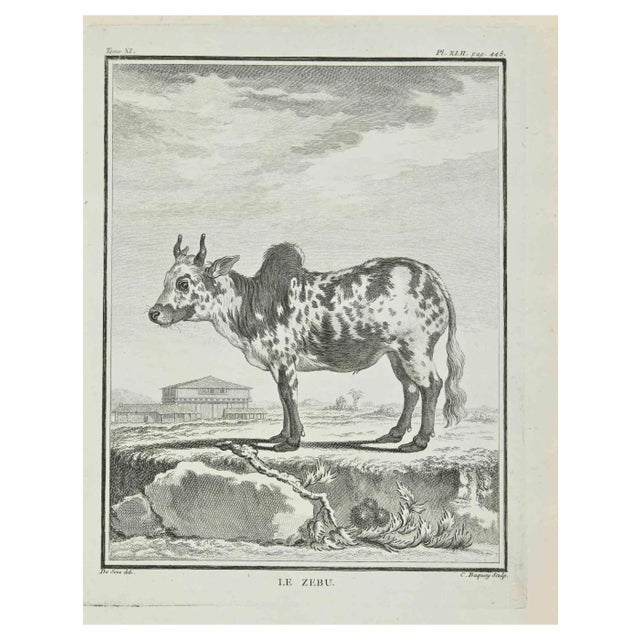 Jean Charles Baquoy, Le Zebu, Etching, 1771 For Sale