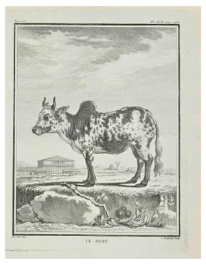 Jean Charles Baquoy, Le Zebu, Etching, 1771