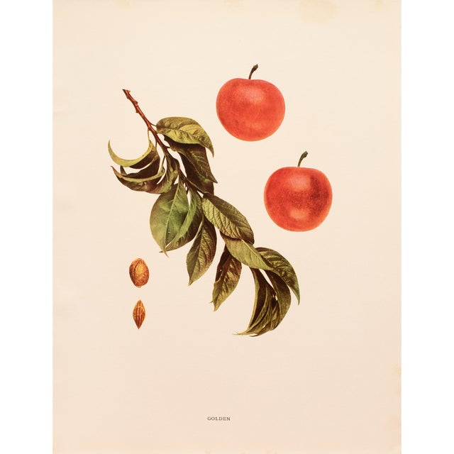 1900s U. P. Hedrick, Original Antique Photogravure of Golden Plums For Sale