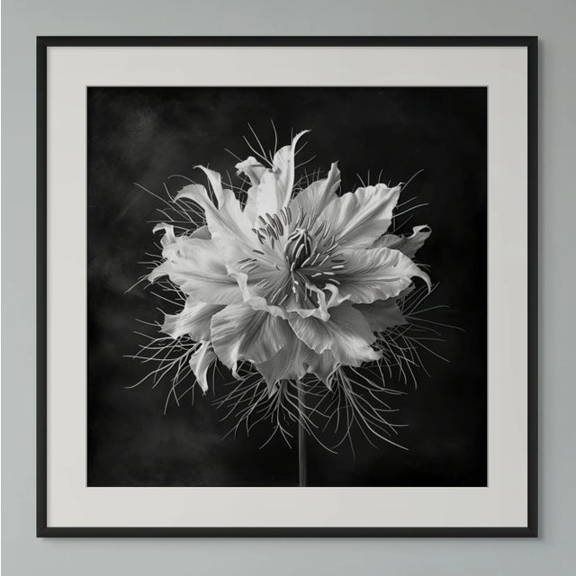 27.5" X 27.5" 'Love-in-a-Mist Flower' - Black and White Floral Photography Print For Sale - Image 4 of 4