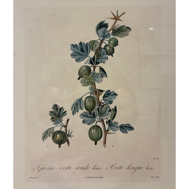 An elegant French botanical illustration depicting two varieties of green gooseberries, beautifully presented in a...