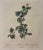 An elegant French botanical illustration depicting two varieties of green gooseberries, beautifully presented in a...