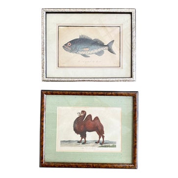 J. Pass after Johann Eberhard Ihle, Fish and Dromedary, 19th Century, Paper, Framed, Set of 2 For Sale