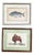 J. Pass after Johann Eberhard Ihle, Fish and Dromedary, 19th Century, Paper, Framed, Set of 2 For Sale