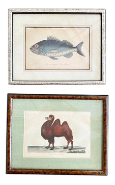 J. Pass after Johann Eberhard Ihle, Fish and Dromedary, 19th Century, Paper, Framed, Set of 2