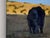 Evening Glow by Emma Kalff | Oil on panel of cows grazing in a field at sunset For Sale - Image 4 of 5