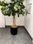 Safari Faux Fiddle Leaf Fig Tree + Tapered Black Planter For Sale - Image 3 of 12